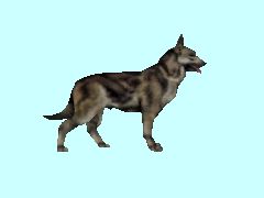 Schaeferhund-droh_BH1