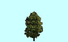 Baum2_18m