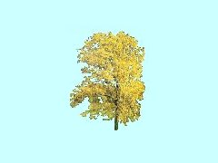 UK2_LBaum-Herbst-10m