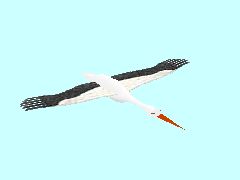Storch01