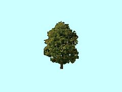 Baum2_10m