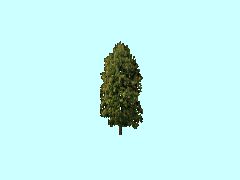 Baum2_12m